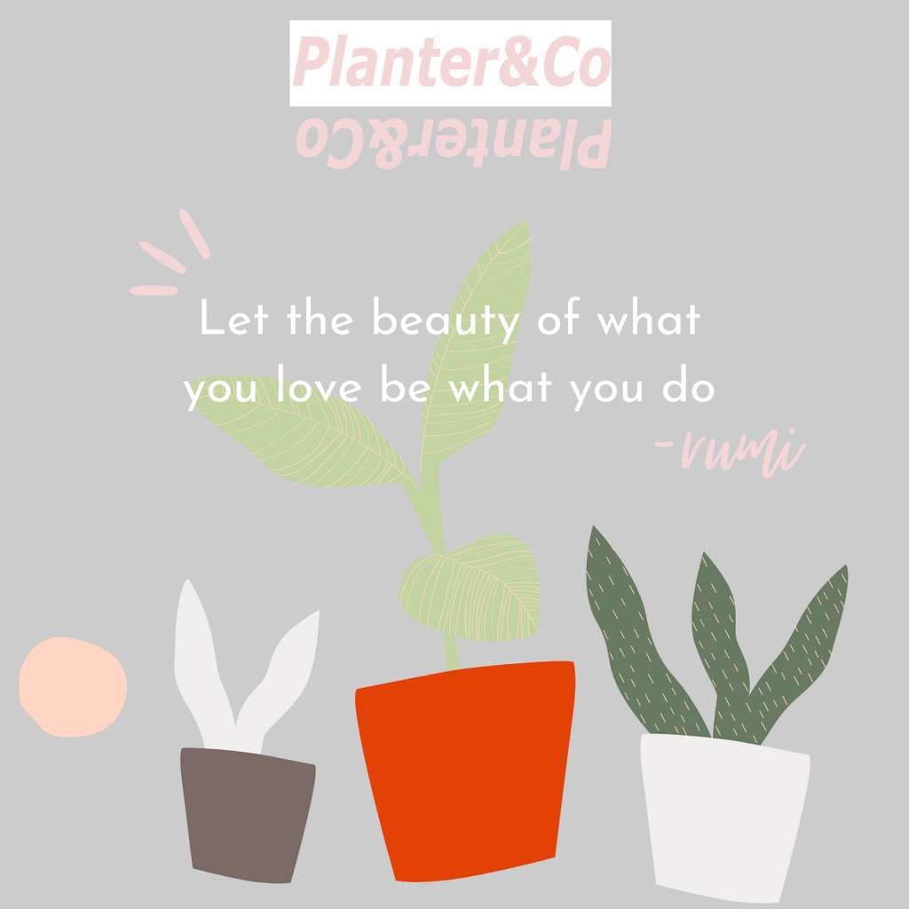How to keep your house plants alive