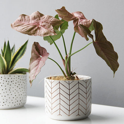 ceramic plant pot