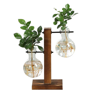 terrarium hydroponics propagation station offset