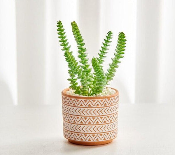 boho terracotta plant pots set 3